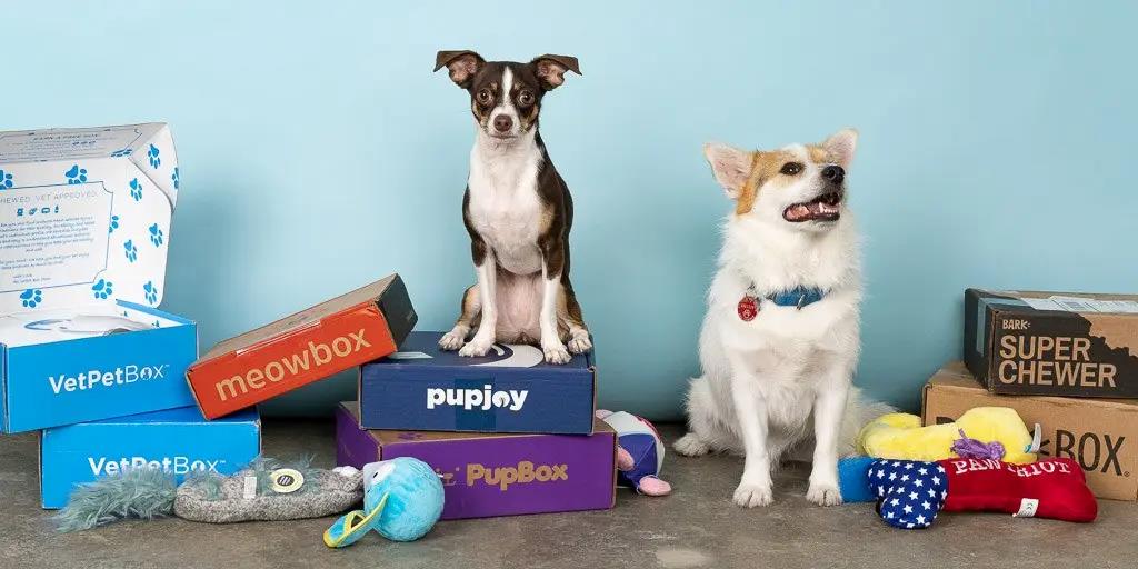 Pet owner opening a niche subscription box with dog treats and toys